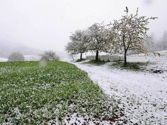Spter Schnee: Winterimpressionen Ende April zwischen Weitenau und Wieslet.  | Foto: Robert Bergmann