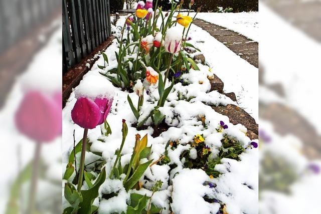 Frühling ade, Tulpen im Schnee