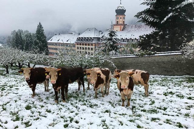 Schnee berrascht Jungvieh