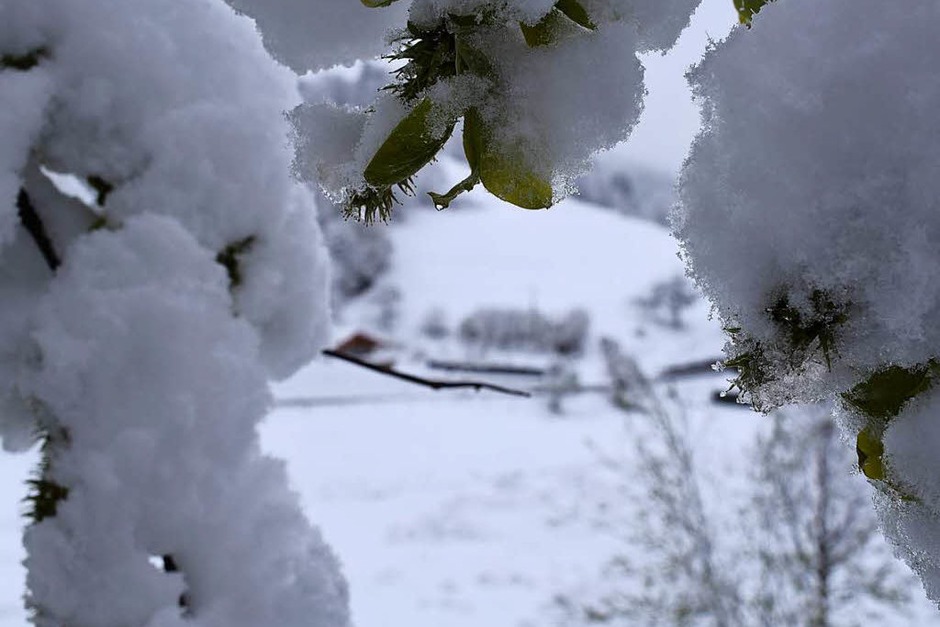 Blick oberhalb Neuenwegs ins Kleine Wiesental (Foto: Schoch) Blick oberhalb Neuenwegs ins Kleine Wiesental (Foto: Schoch)