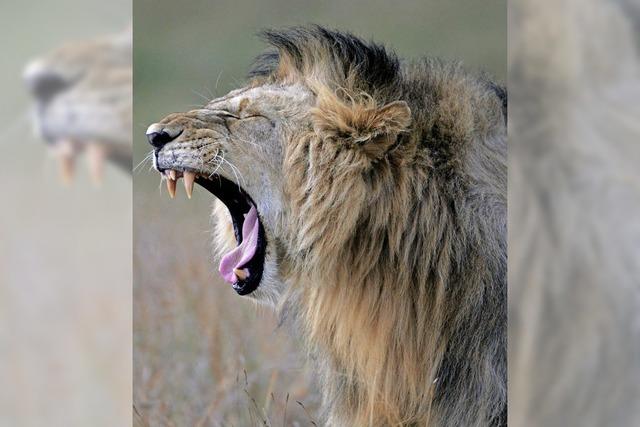 Studie findet Erklärung für Attacken von Löwen