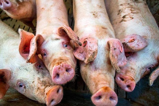 Tierwohllabel für Schweine: Agrarminister erntet Kritik