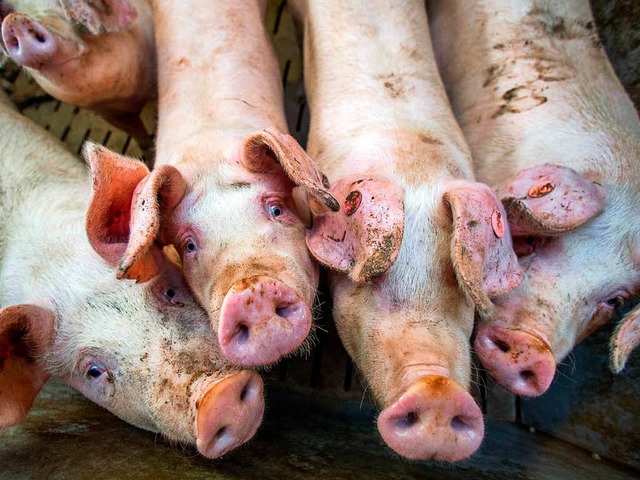 Sollen mehr Platz bekommen: Schweine im Stall   | Foto: dpa