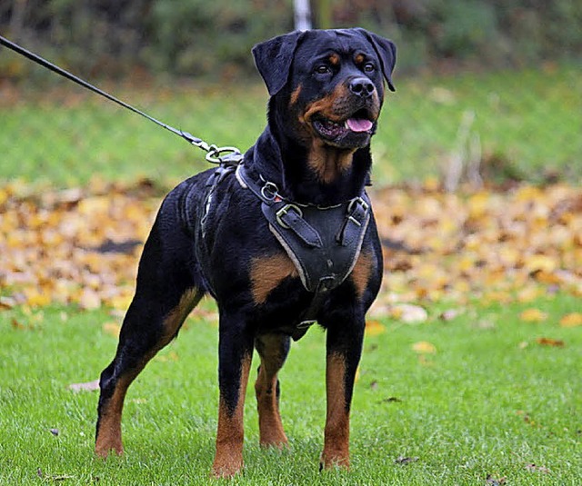 Yuna von der Ruberhhle war  schnster Hund der Zuchtschau in Eimeldingen 2016.  | Foto: BZ