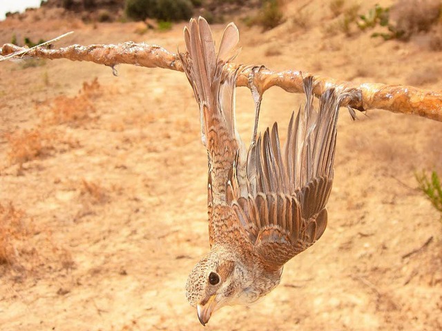 Perfide Vogelfngerart: An Leimruten bleiben die Tiere kleben.   | Foto: dpa