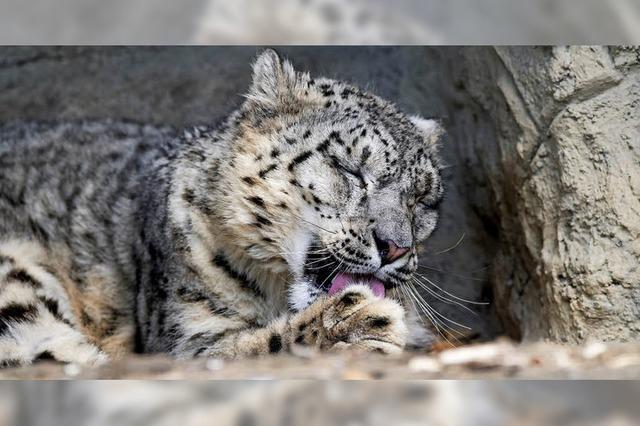 Neues Schneeleopardenweibchen