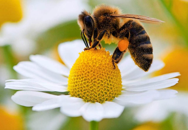 Fleiige Pollensammlerin: Fast 80 Proz...tschland werden durch Bienen bestubt.  | Foto: dpa