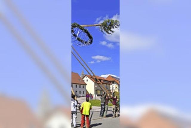 Stattlicher Maibaum wurde aufgerichtet