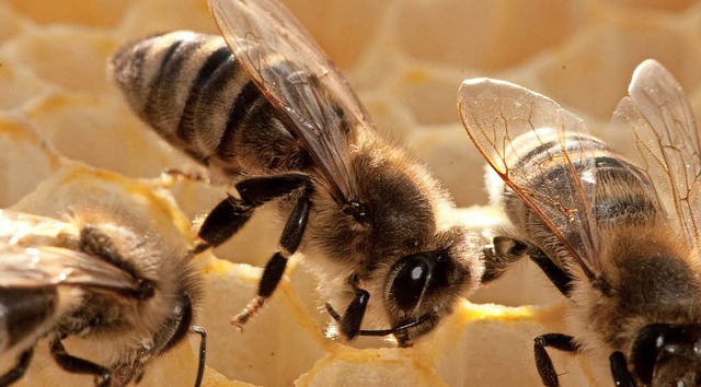 Imker freuen sich ber mehr Wertschtzung fr die Biene als Bestuber.   | Foto: Klaus-Dietmar Gabbert (dpa)