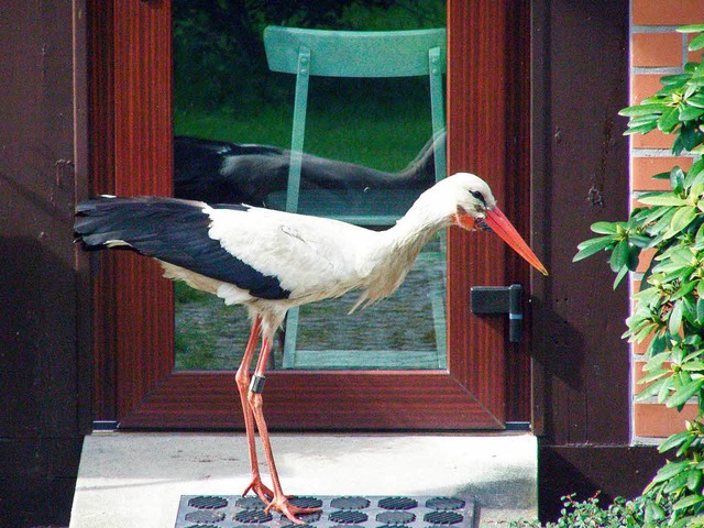 Garstig: Storch  Ronny   | Foto: dpa