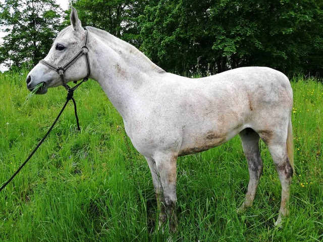 Wer kennt dieses Pferd?  | Foto: Polizei