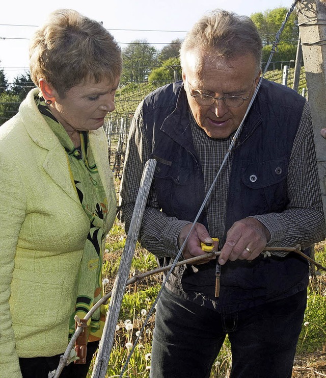 ber die Frostschden in Feldberg und ...klin  zeigte die Wirkung des Frostes.   | Foto: Volker mnch