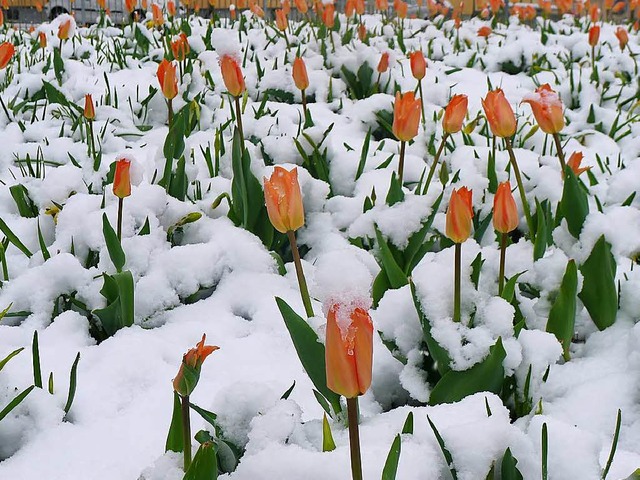 Winter im Frhling  | Foto: Eva Korinth