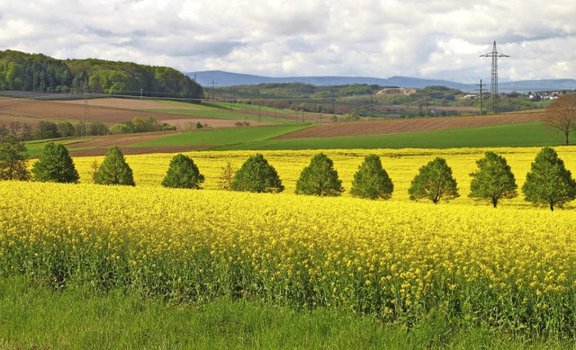 Rapsfeld Hertingen  | Foto: Jutta Schtz