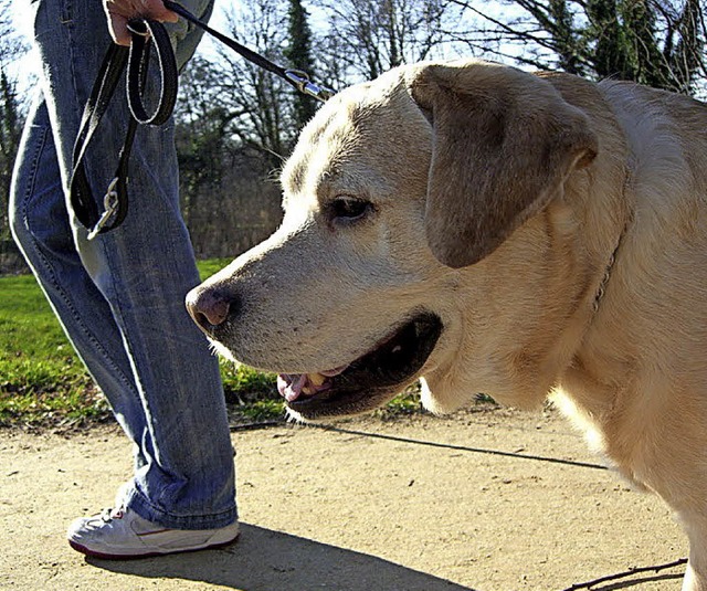Hunde mssen jetzt auch in der Fugngerzone angeleint werden.   | Foto: fuxart/Fotolia