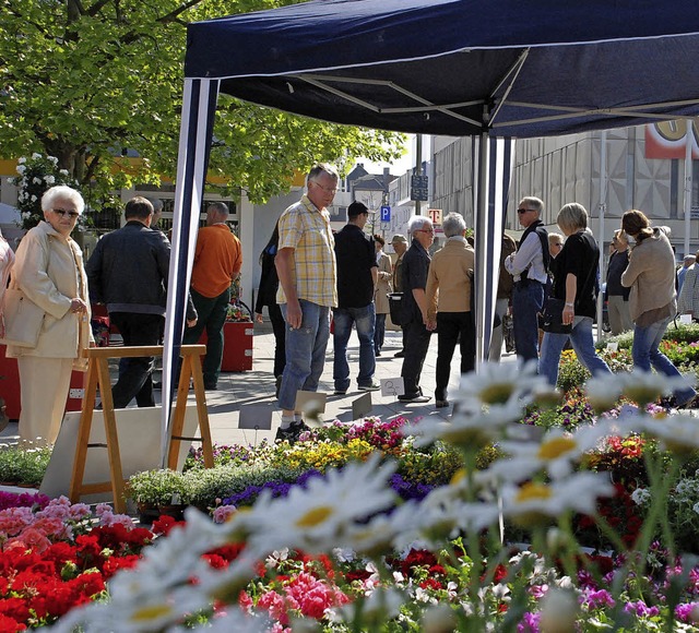 Vor allem nach den khlen Apriltagen s...ten des Geranienmarkts ein Hingucker.   | Foto: Maja Tolsdorf