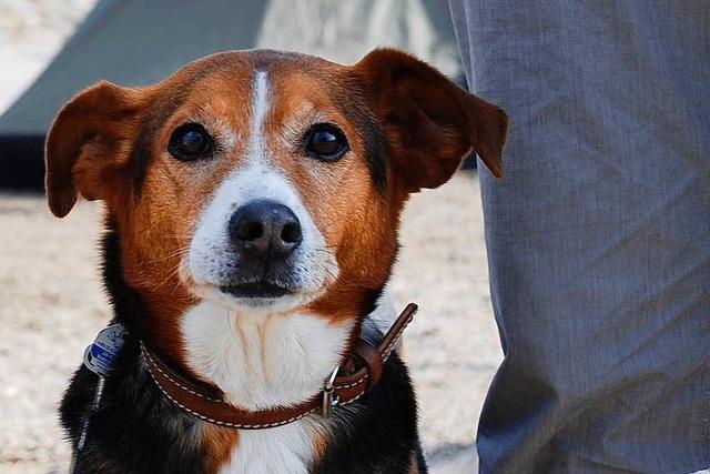 Tierschutzverein besorgt Mischlingshund eine Beinprothese