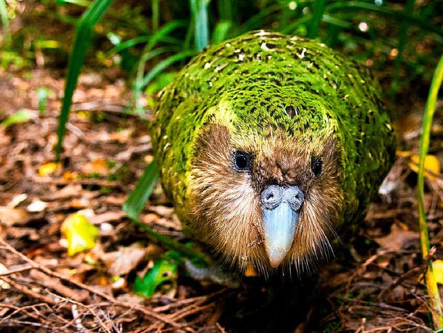 Unansehnlich? Schn? Auf jeden Fall ein Star: Sirocco, der Kakapo  | Foto: Mark Carwardine