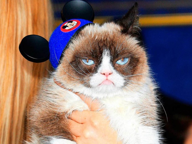 Warum denn so mrrisch, Grumpy Cat? Lachen ist doch gesund!  | Foto: Nina Prommer