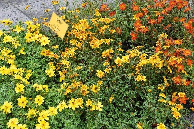 Blumenmarkt ein Farbtupfer gegen das Himmelsgrau