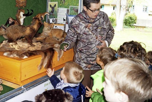 Schreien hilft, wenn die Wildschweinmama wtend wird