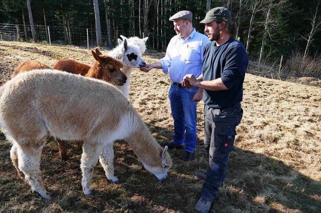 Leckerli fr die Alpakas: Daniel Gtte...Matteo Tartari beim Fttern der Tiere.  | Foto: Tanja Bury