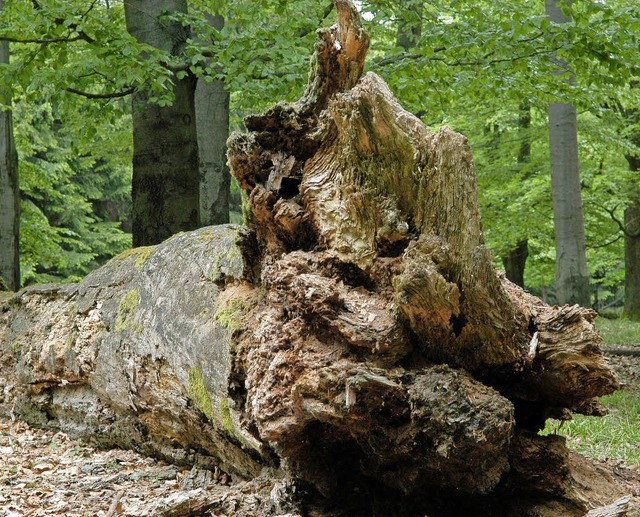 Totholz, das im Wald liegen bleibt, bi...tschaftlichen Nutzung entzogen werden.  | Foto: dpa