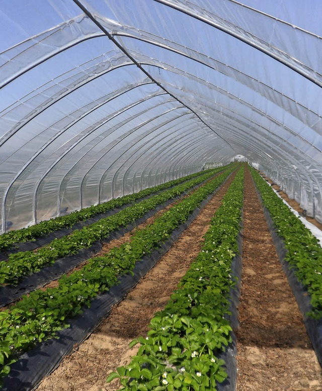 Erdbeerpflanzen wachsen im sogenannten Tunnel.   | Foto: Privat