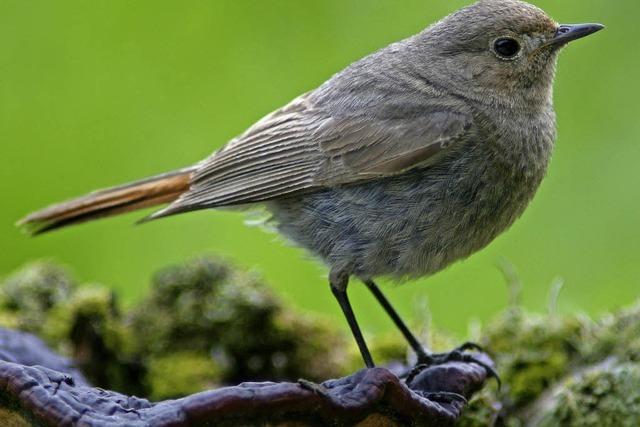 Stunde der Gartenvgel