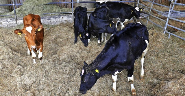 Weideauftrieb in Lffingen: Zum Eingewhnen geht es zunchst in den Stall.   | Foto: Martin Wunderle