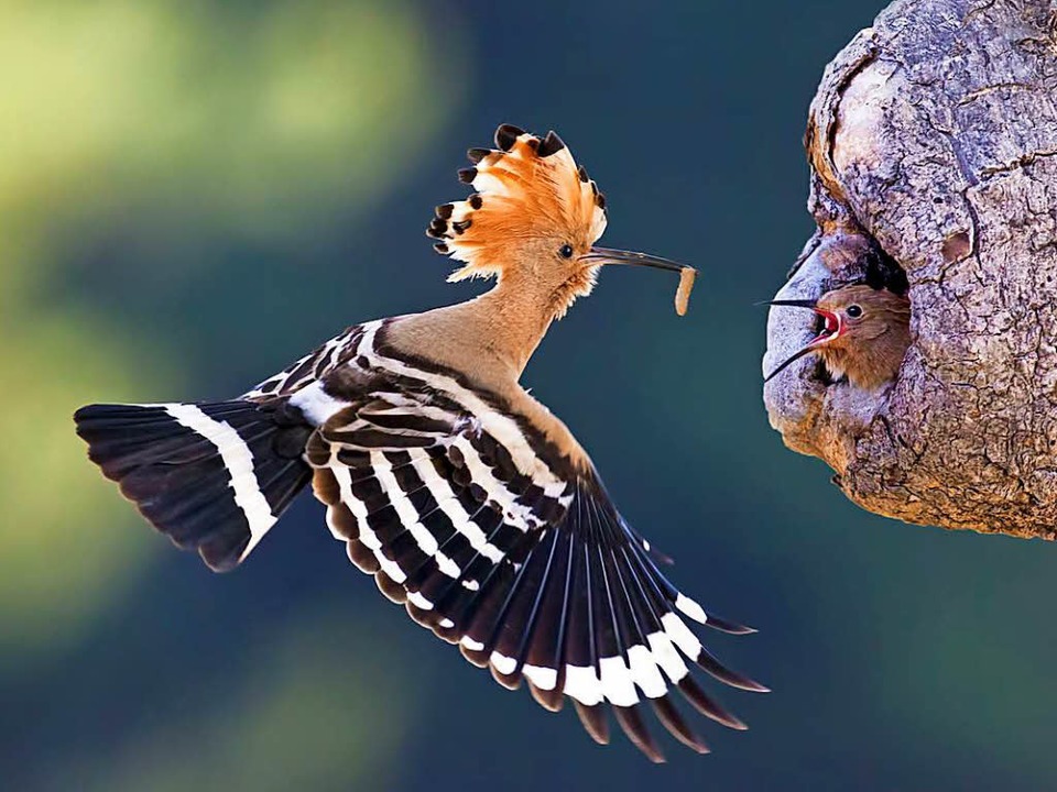 Zahl der heimischen Vögel geht zurück – Am Wochenende startet die Vogelzählung - Südwest ...