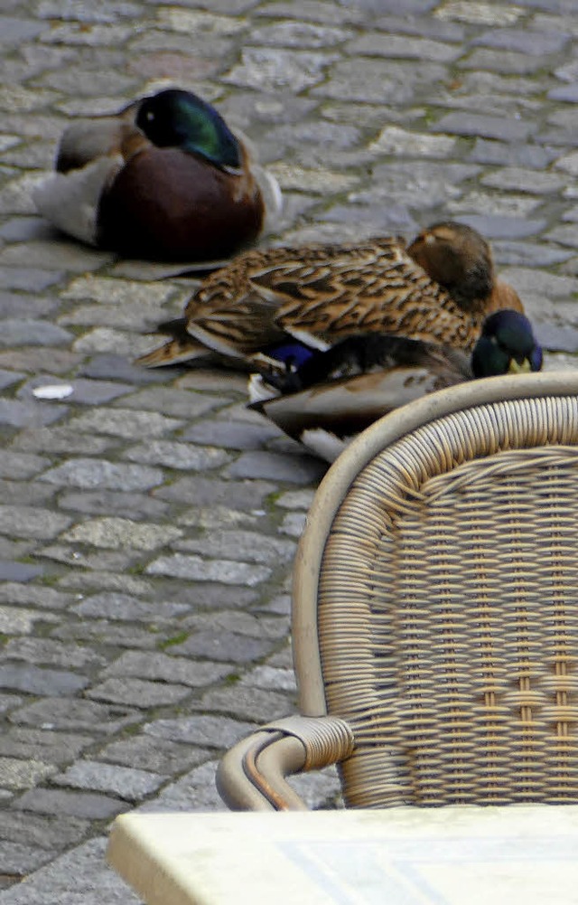 Wo sonst Cafbesucher in der Sonne sit...gmittag drei Enten gemtlich gemacht.   | Foto: Jrger