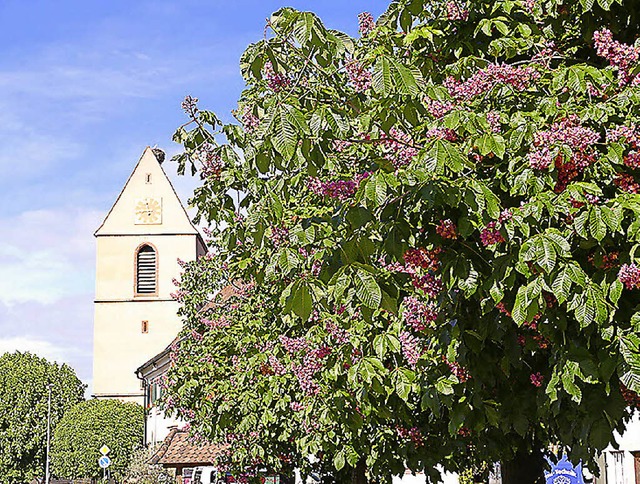 Schne Blten fr die Bltenlese: Eine...us und Gasthaus Rebstock in Egringen.   | Foto: Langelott