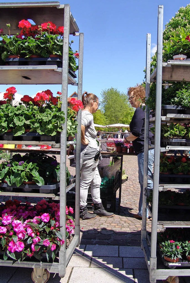 Die Eisheiligen sind vorbei &#8211; Ze...umen fr Garten und Balkon zu kaufen.   | Foto: Wortelkamp