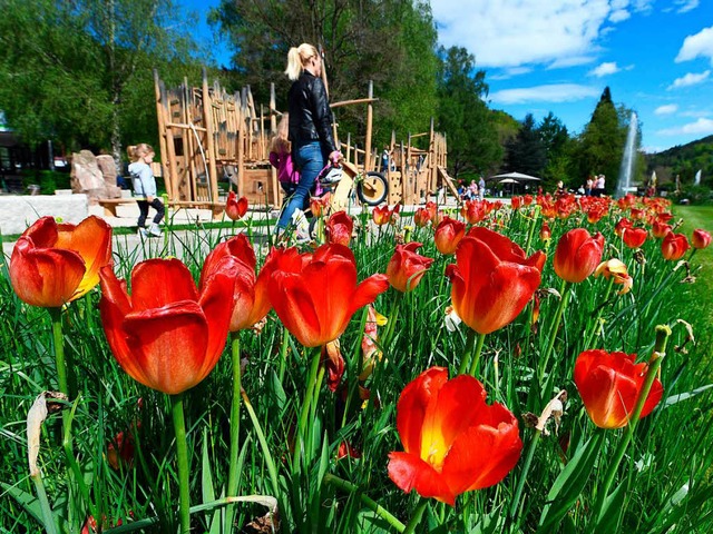 Die Tulpen blhen in Bad Herrenalb.  | Foto: dpa