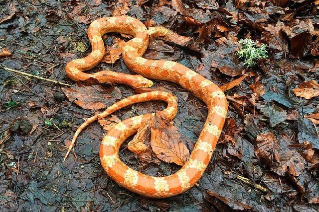 Orangefarbene Schlange in Garten entdeckt