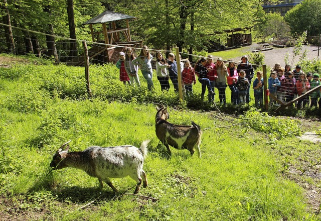 Die Ziegen Katharina und Kthe wurden ...Alltagsbegleiter willkommen geheien.   | Foto: Schule