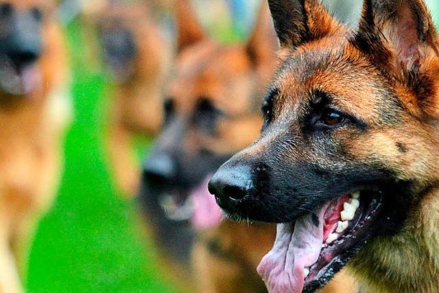 Schferhund beit drei Spaziergnger – Halterin flchtet