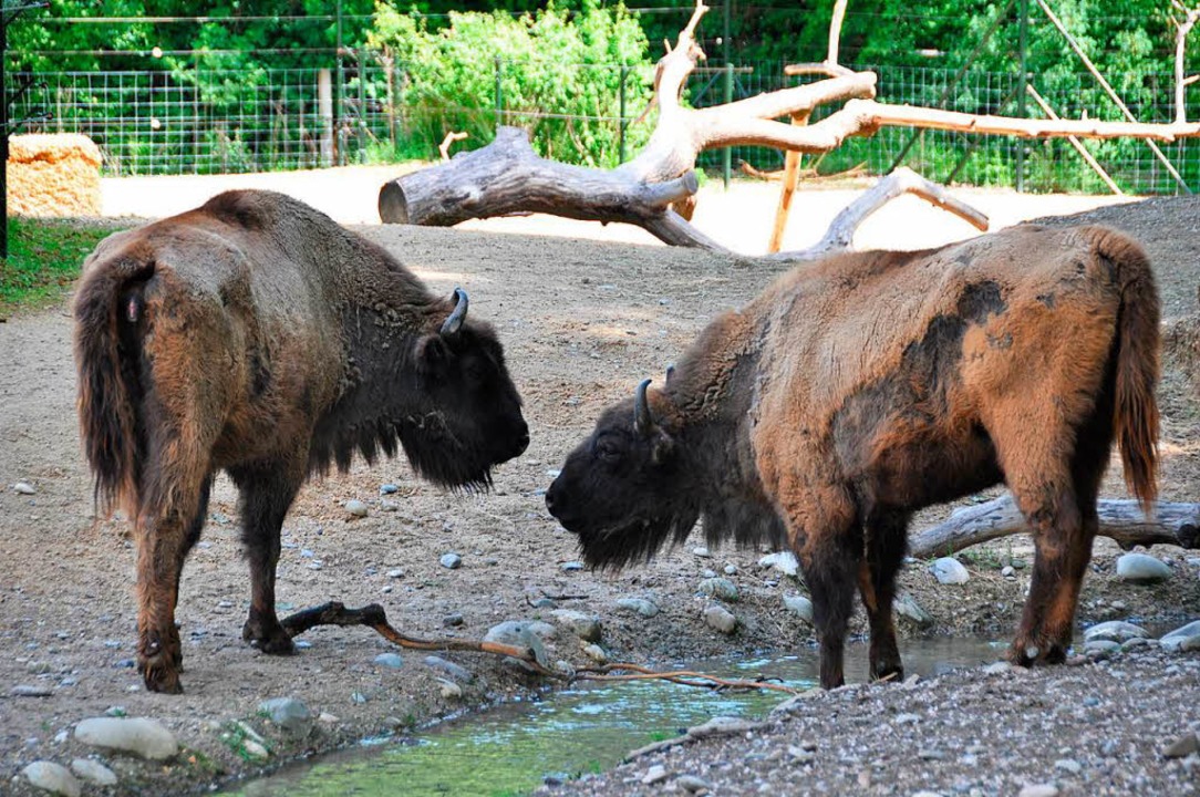 Der Tierpark lange Erlen in Basel wächst Basel Badische Zeitung Der Tierpark lange Erlen in Basel wächst Basel Badische Zeitung