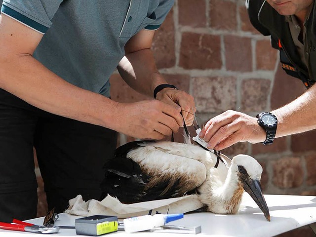 Storch Angela wird im Juni 2016 bering...er Storch in der Ortenau einen Sender.  | Foto: Christoph Breithaupt