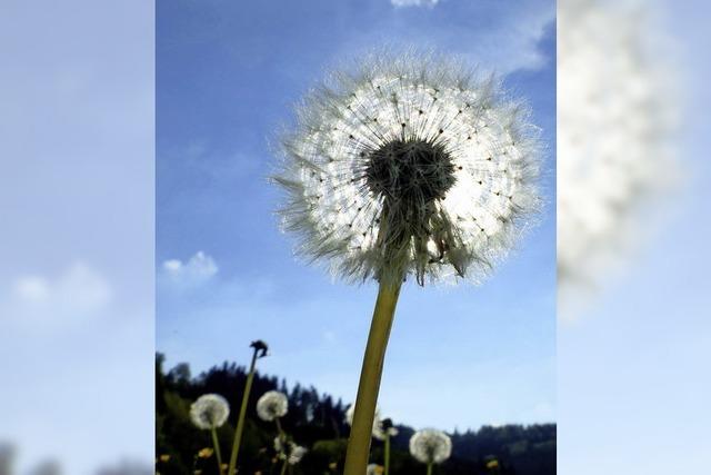 Es blht und fliegt in der Natur