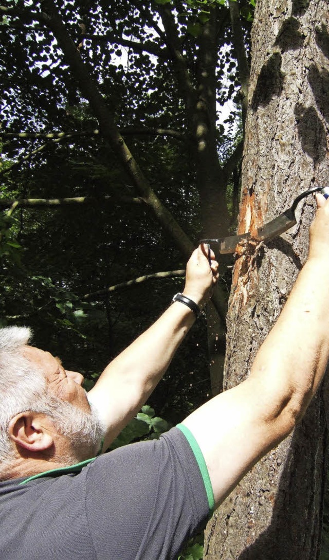 Revierfrster Norbert Lust untersucht eine Kiefer im Hartheimer Rheinwald.   | Foto: Susanne MlleR