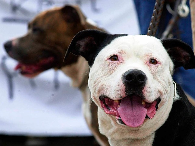 Gelten als gefhrlich: Pit Bull Terrie...e) und American Staffordshire Terrier.  | Foto: dpa