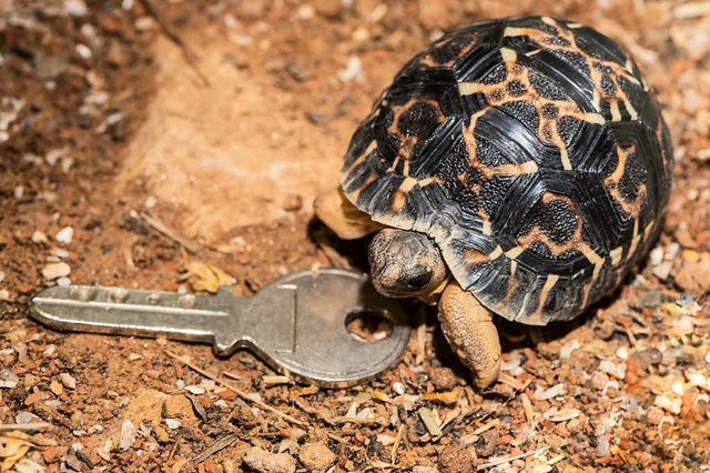 Kaum grer als ein Schlssel ist die junge Strahlenschildkrte.  | Foto: Zoo Basel (Torben Weber)