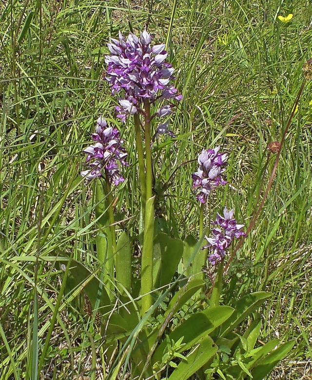 Naturschnheit auf dem Orchideenweg  | Foto: DIETER FINK