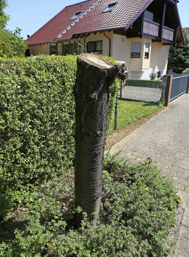 Einer der abgesgten Kirschbume   | Foto: Christoph Breithaupt