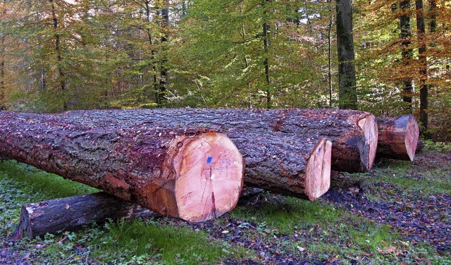 Wie geht es langfristig weiter mit dem...fr &#8222;Kleinstwaldbesitzer&#8220;?  | Foto: Jutta Schtz