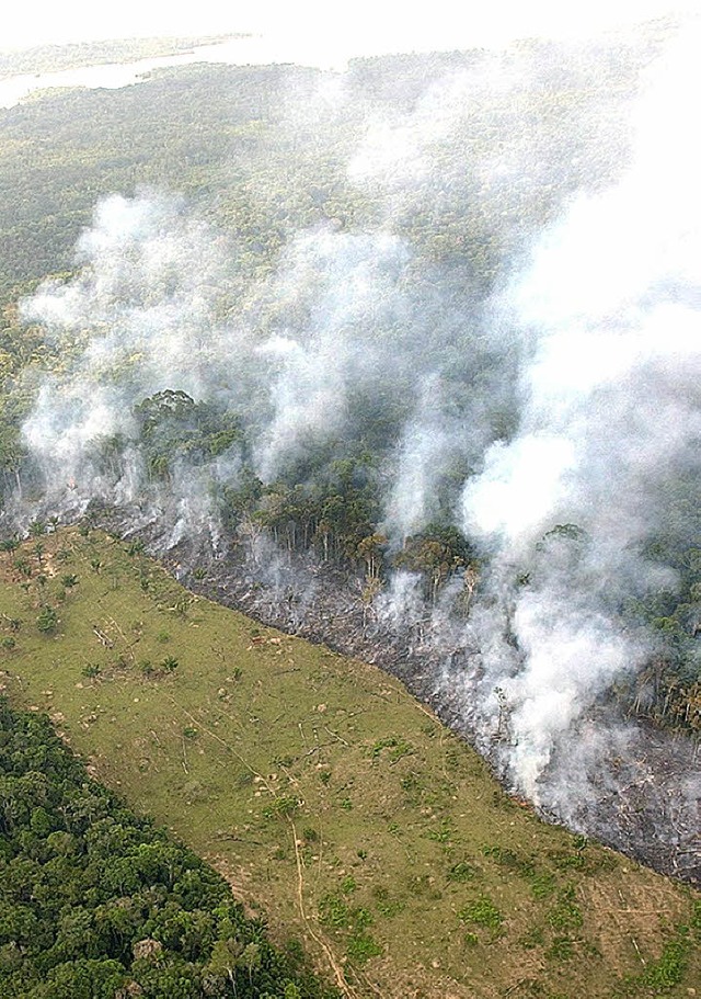 Brandrodung im Regenwald des Amazonas-Gebiets  | Foto: epa efe Marcelo Sayao