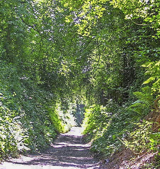 Kleinod: Lsshohlwege bei Ettenheim bi...rett-spielschmetterling  eine Heimat.   | Foto: bz/Floris