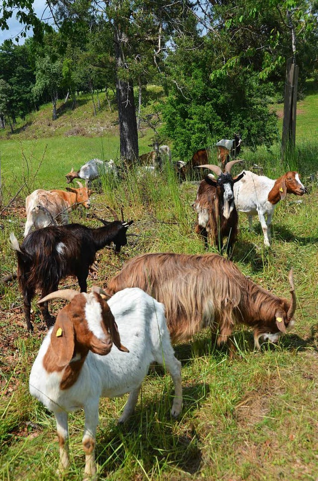 Die Frderung eines Ziegenstalls knnt...es Biosphrengebiets bewilligt werden.  | Foto: Juliane Khnemund